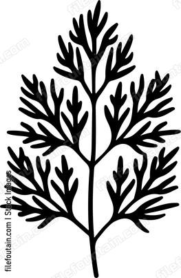 Dill Leaf
