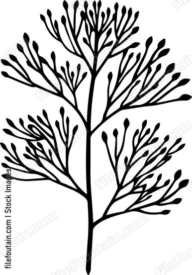 Dill Leaf
