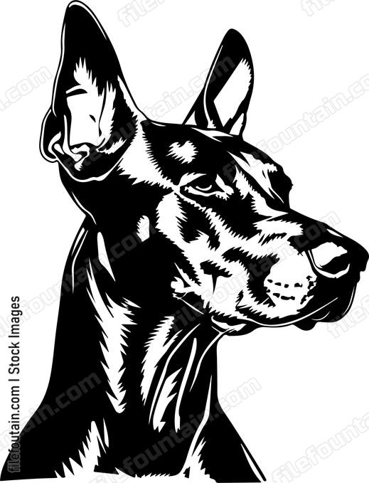 Doberman Pinscher