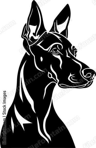 Doberman Pinscher