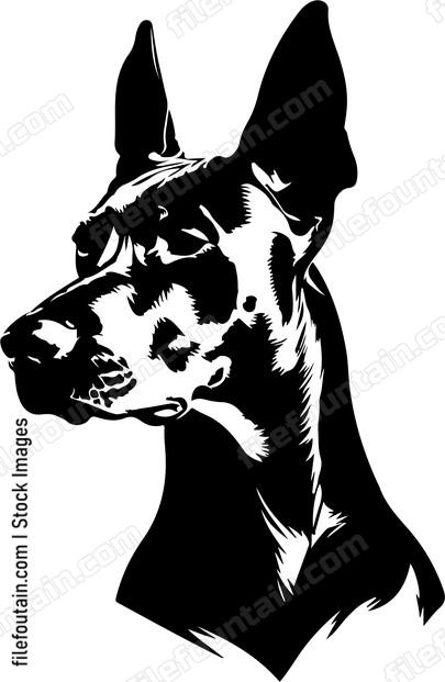 Doberman Pinscher
