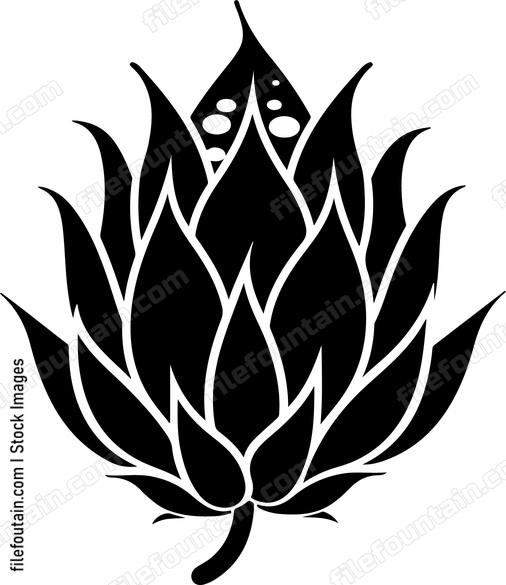 Dragon Fruit Design
