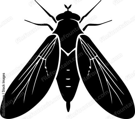 Drain Fly
