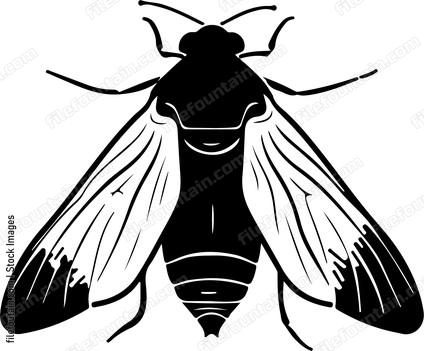 Drain Fly
