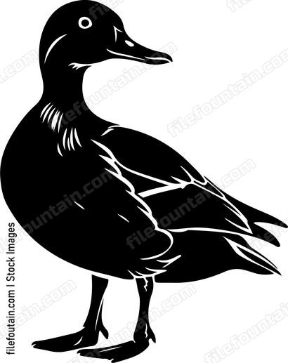 Duck Standing Side