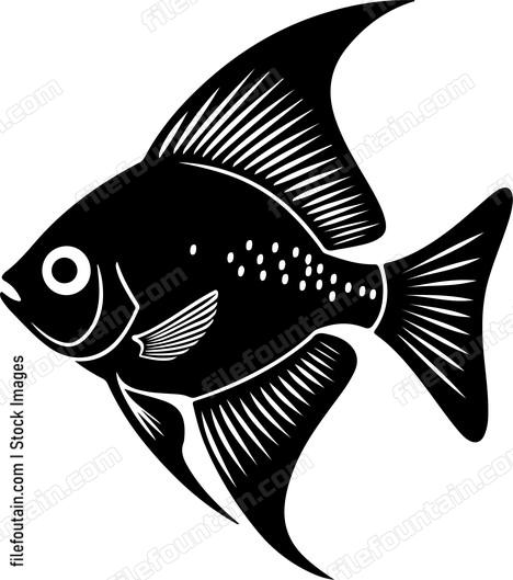 Dwarf Gourami
