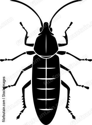 Earwig Insect