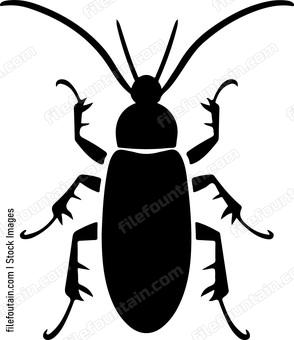 Earwig Insect