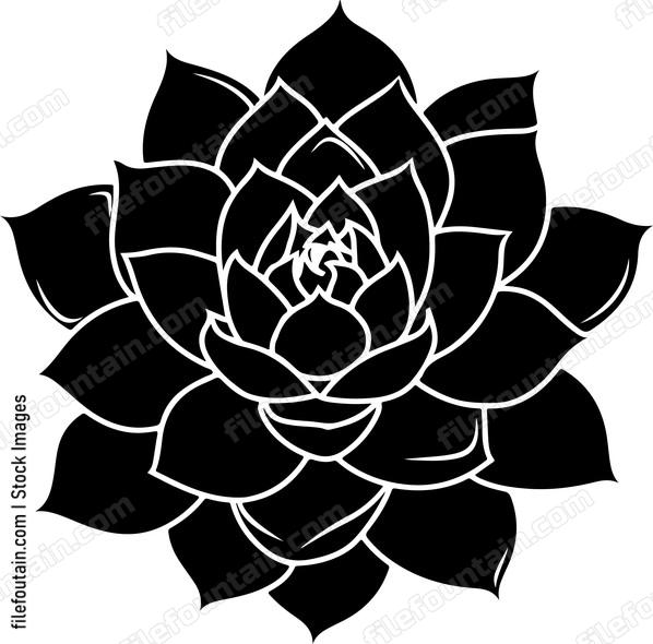 Echeveria Flower