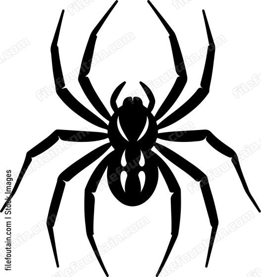 European Garden Spider