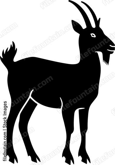 Farm Goat