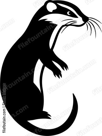 Ferret