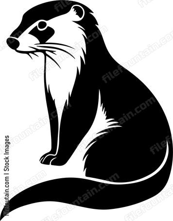 Ferret