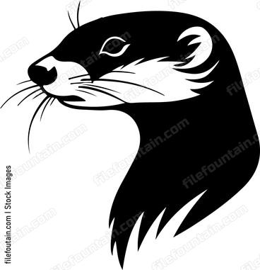Ferret