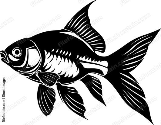 Fish goldfish animal aquatic pet