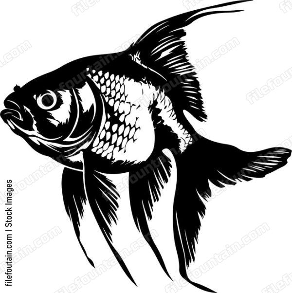 Fish goldfish animal aquatic pet