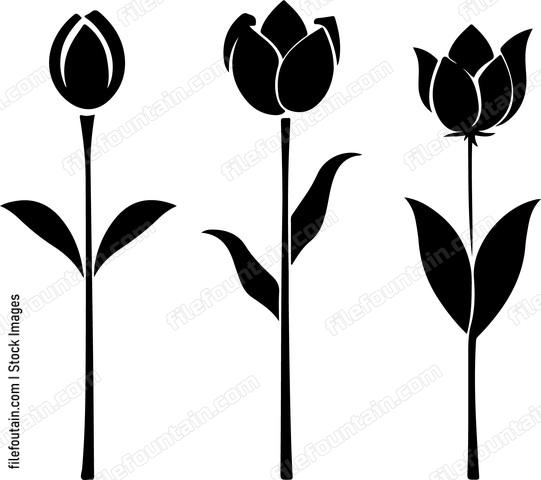 Flower Bulbs All Stages