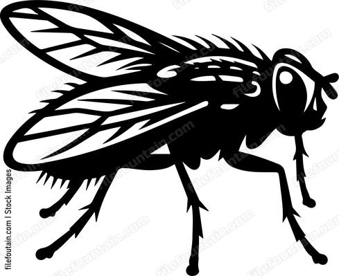 Fly