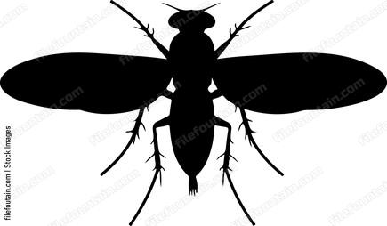 Fly