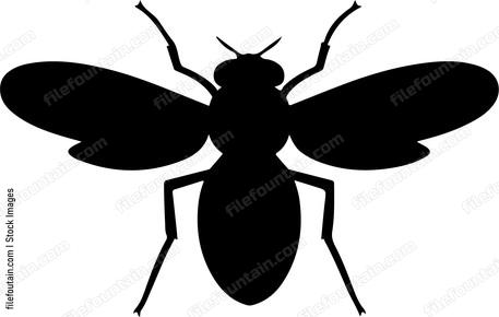 Fly