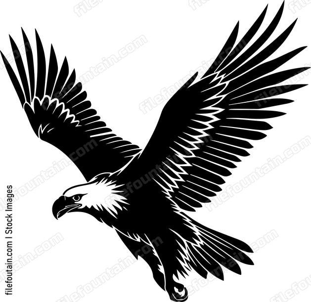 Flying Bald Eagle