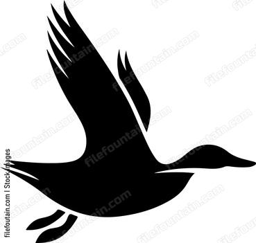 Flying Duck