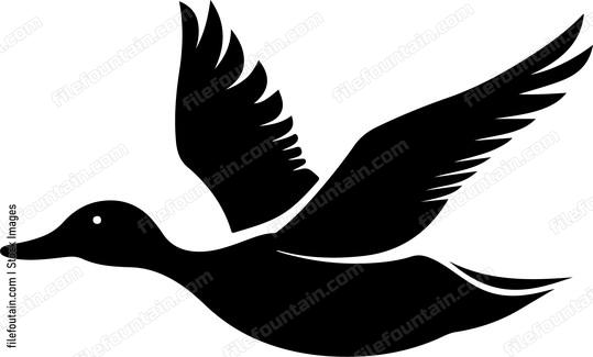 Flying Mallard Duck