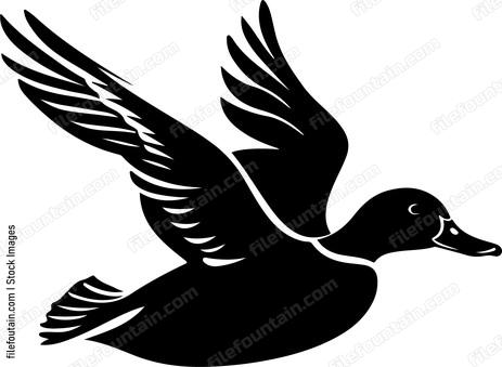 Flying Mallard Duck