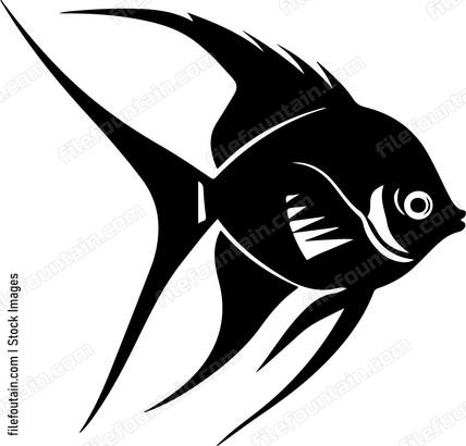 Freshwater Angelfish