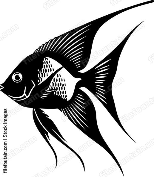 Freshwater Angelfish