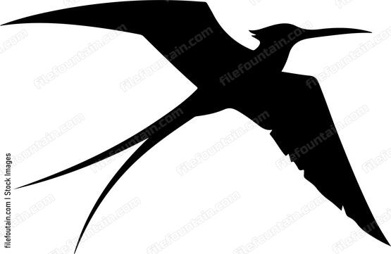 Frigatebird