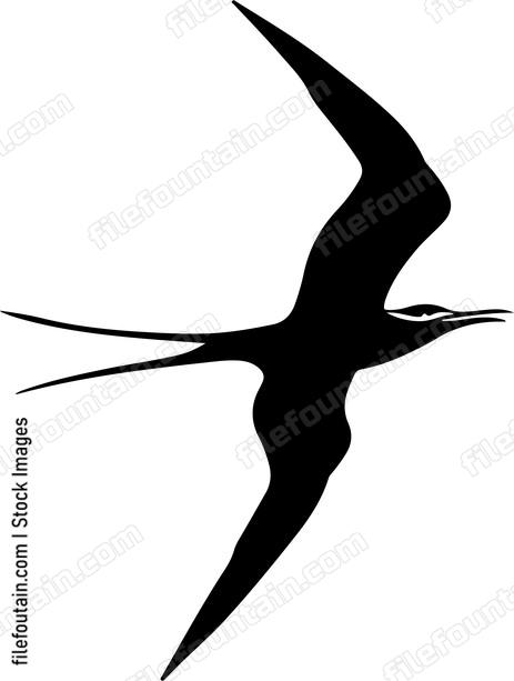 Frigatebird