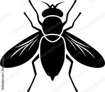 Fruit Fly