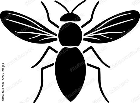 Fruit Fly