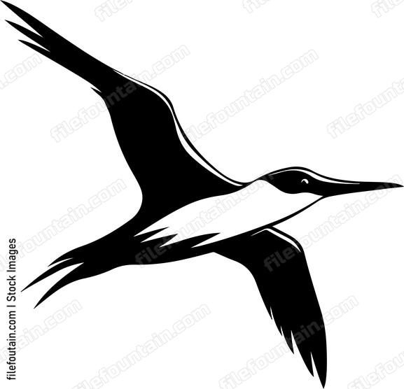 Gannet Flying