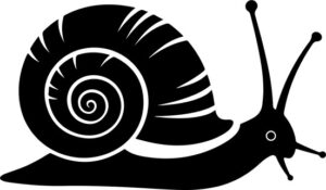Garden Snail