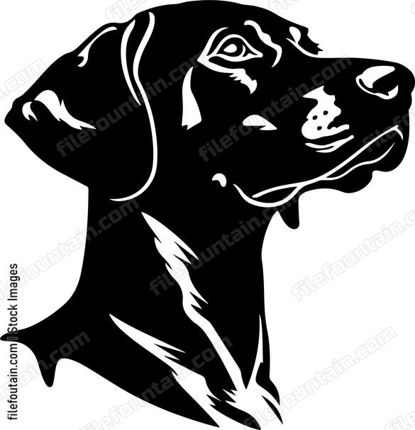German Shorthaired Pointer