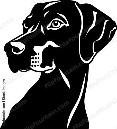 German Shorthaired Pointer