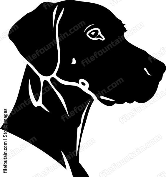 German Shorthaired Pointer