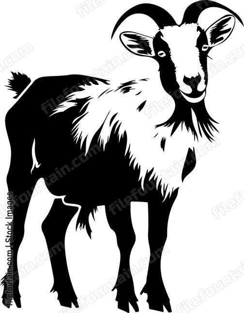 Goat