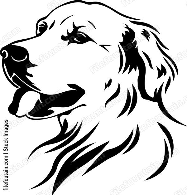 Golden Retriever Head