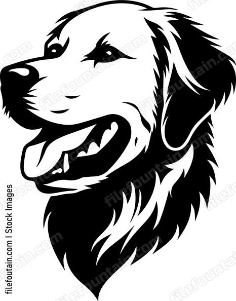 Golden Retriever Head