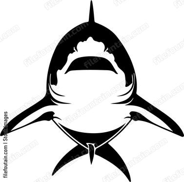 Great White Shark Front