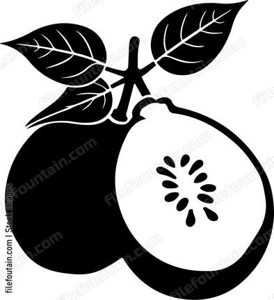 Guava Fruit