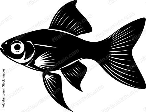 Guppy Fish