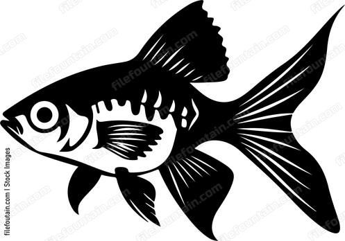 Guppy Fish