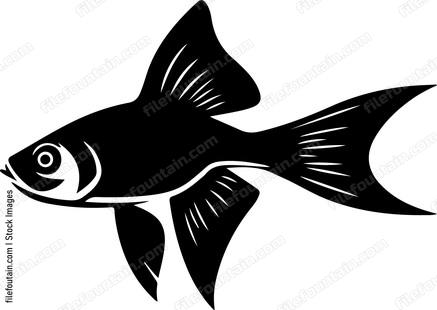 Guppy Fish