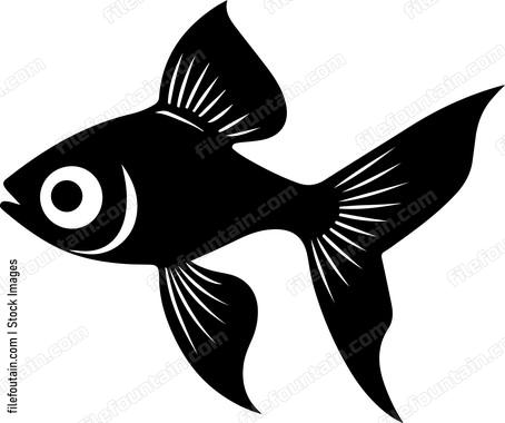 Guppy Fish