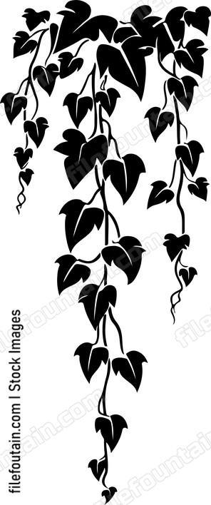 Hanging Ivy