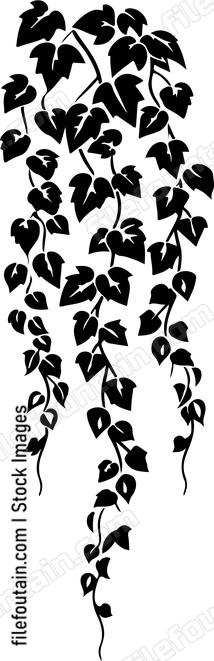 Hanging Ivy